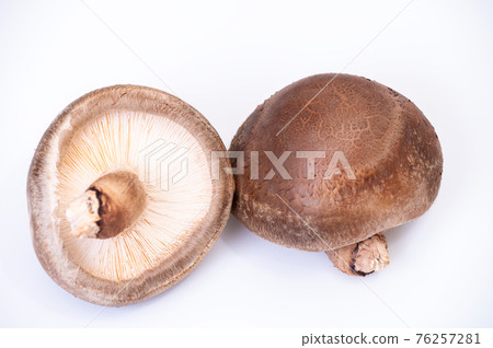 Photographs of carefully selected highest peak raw shiitake mushrooms "Notomari" Photographs of carefully selected highest peak raw shiitake mushrooms "Notomari" 76257281