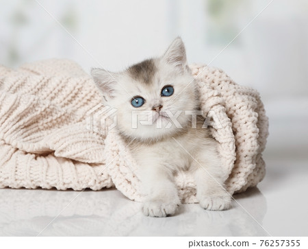 Scottish breed kitten climbed into the sleeve of the jacket 76257355