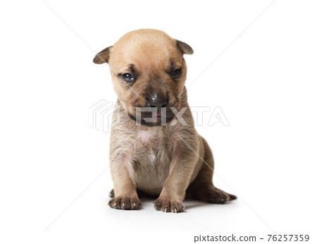 Ten day old thoroughbred American Pit Bull Terrier puppy sitting over white Ten day old thoroughbred American Pit Bull Terrier puppy sitting over white 76257359