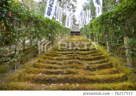 Sugimoto-ji的青苔台階 76257557