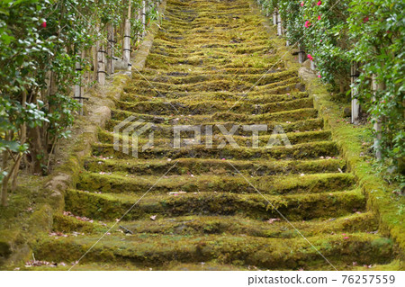 Sugimoto-ji的青苔台階 76257559