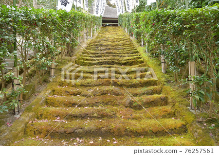 Sugimoto-ji的青苔台階 76257561