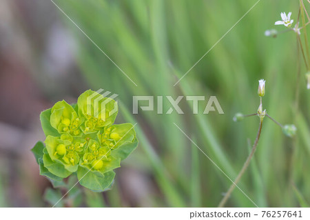 Spring field Euphorbiaceae flower 76257641