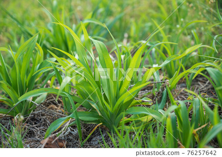 Yabukanzo sprout 76257642