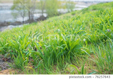 Yabukanzo sprout Yabukanzo sprout 76257643