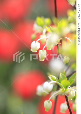可愛的 Enkianthus perulatus 花（鬱金香背景） 76257776