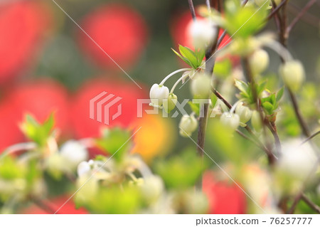 可愛的 Enkianthus perulatus 花(鬱金香背景) 可愛的 Enkianthus perulatus 花(鬱金香背景) 76257777