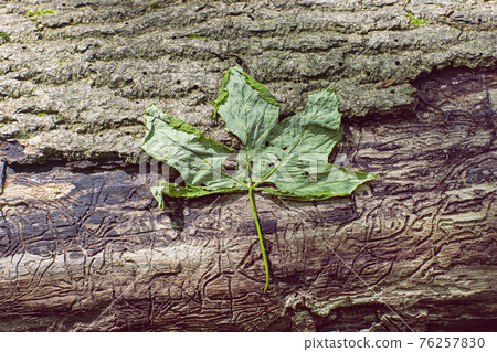 Green leaf and larval tunnels under tree bark, Little Carpathians, Slovakia 76257830