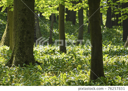 Allium ursinum plants, Little Carpathians, Slovakia Allium ursinum plants, Little Carpathians, Slovakia 76257831