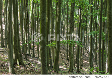 Deciduous forest, Little Carpathians, Slovakia Deciduous forest, Little Carpathians, Slovakia 76257832