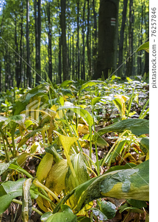 Allium ursinum plants Allium ursinum plants 76257846