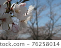 Up of cherry blossoms 76258014