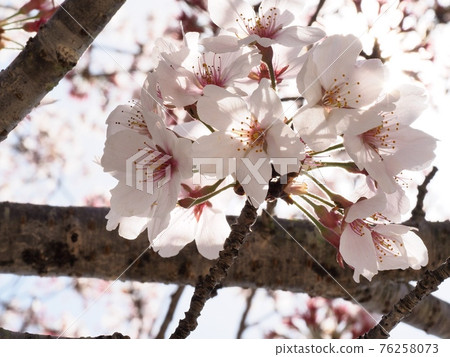 大豆吉野櫻花 大豆吉野櫻花 76258073