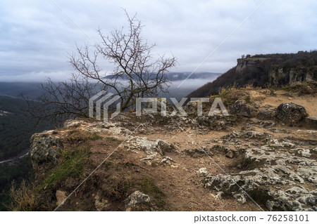 Lone small tree grow at the edge of cliff. Force of life. Strong plant fighting for its future 76258101