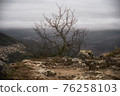 Lone small tree grow at the edge of cliff. Force of life. Strong plant fighting for its future 76258103
