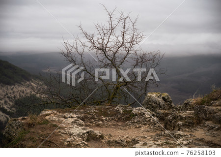Lone small tree grow at the edge of cliff. Force of life. Strong plant fighting for its future 76258103