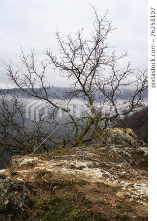 Lone small tree grow at the edge of cliff. Force of life. Strong plant fighting for its future 76258107