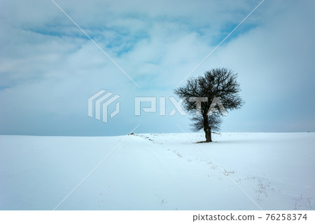 Winter view of a lonely tree in the field 76258374