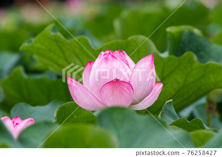 Lotus flowers blooming in Shinobazu Pond (Ueno) 76258427