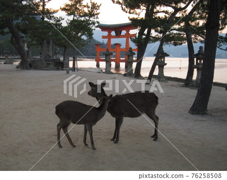 夕陽下的大鳥居和鹿 夕陽下的大鳥居和鹿 76258508
