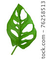 Tropical leaf of Monstera Adansonii also called Monstera Monkey isolated on a white background. High details macro shot image. PNG file with transparent background. 76258513