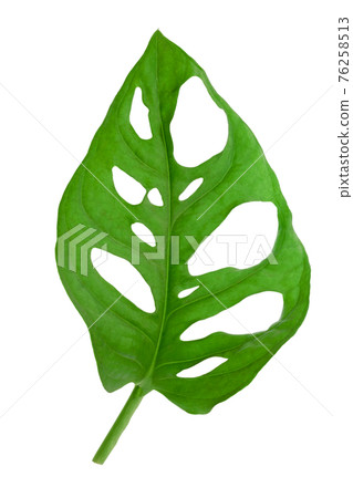 Tropical leaf of Monstera Adansonii also called Monstera Monkey isolated on a white background. High details macro shot image. PNG file with transparent background. 76258513