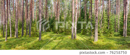 Summer pine forest panorama Summer pine forest panorama 76258750