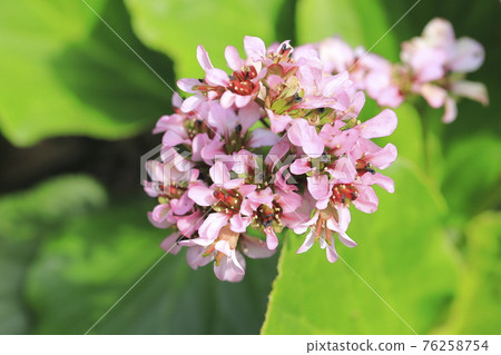Himalayan Yukinoshita (Himalayan Saxifrages) Himalayan Yukinoshita (Himalayan Saxifrages) 76258754