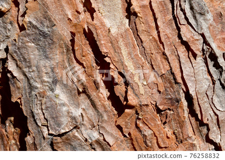 Textured pattern of pine bark. 76258832