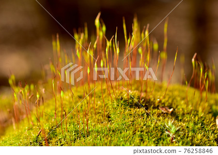 Moss shot close-up in spring in the forest. Moss shot close-up in spring in the forest. 76258846