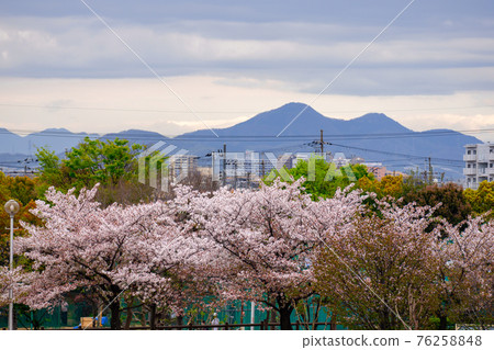 [Spring in Southern Osaka] Promotional materials for residential landscapes and living environments around Matsubara City, overlooking rows of cherry blossom trees and Mount Nijo 76258848