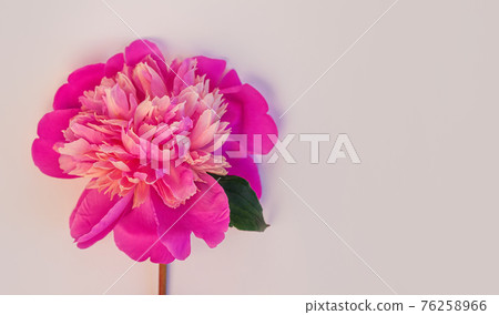 Pink peony flower on pastel background. Beautiful blooming botanical floral design.One rose colored Paeonia plant Pink peony flower on pastel background. Beautiful blooming botanical floral design.One rose colored Paeonia plant 76258966