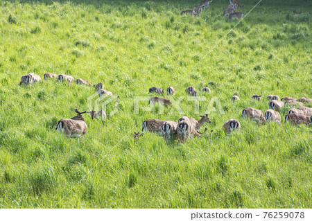 Herd of European roe deer - Capreolus capreolus Herd of European roe deer - Capreolus capreolus 76259078