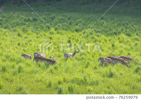 Herd of European roe deer - Capreolus capreolus Herd of European roe deer - Capreolus capreolus 76259079