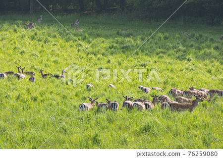Herd of European roe deer - Capreolus capreolus Herd of European roe deer - Capreolus capreolus 76259080