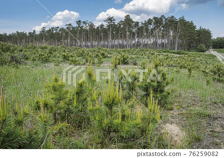 Pine forest, Zahorie, Slovakia, natural scene Pine forest, Zahorie, Slovakia, natural scene 76259082