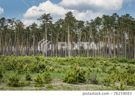 Pine forest, Zahorie, Slovakia, natural scene Pine forest, Zahorie, Slovakia, natural scene 76259083