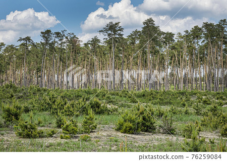 Pine forest, Zahorie, Slovakia, natural scene Pine forest, Zahorie, Slovakia, natural scene 76259084