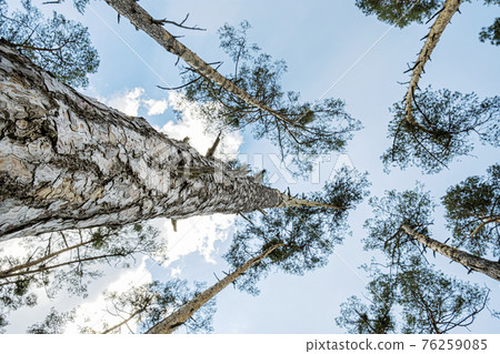 Pine forest, Zahorie, Slovakia, natural scene Pine forest, Zahorie, Slovakia, natural scene 76259085