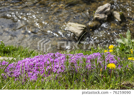 Blooming flowers and creek, Cicmany, Slovakia Blooming flowers and creek, Cicmany, Slovakia 76259090