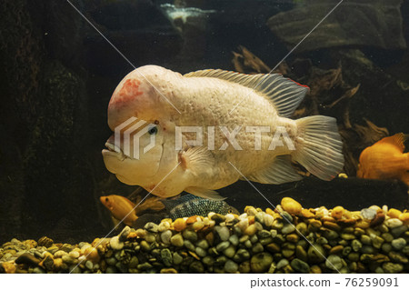 Amphilophus citrinellus, large cichlid fish endemic Amphilophus citrinellus, large cichlid fish endemic 76259091
