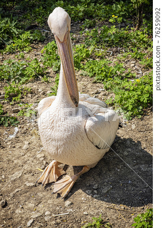 Great white pelican (Pelecanus onocrotalus) 76259092