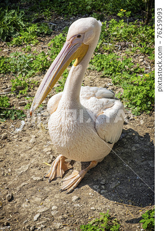 Great white pelican (Pelecanus onocrotalus) Great white pelican (Pelecanus onocrotalus) 76259093