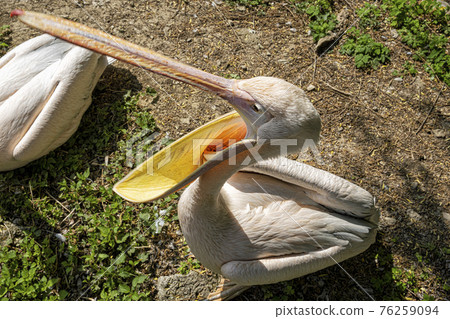 Great white pelican (Pelecanus onocrotalus) 76259094