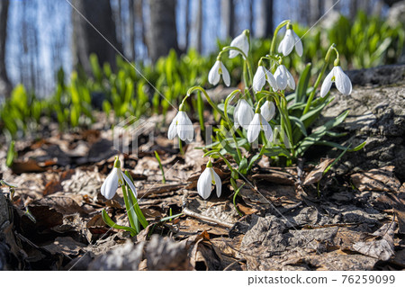 White snowdrops, Klak hill, Slovakia 76259099