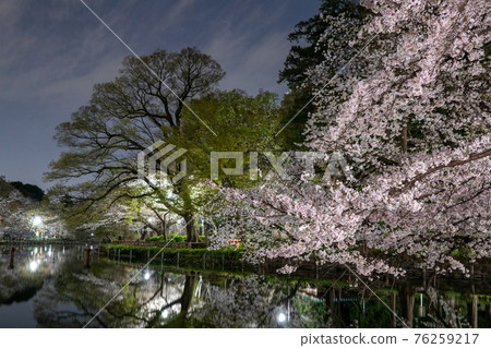 Spring Inokashira Park, landscape with cherry blossoms at night (Musashino City, Tokyo, Mitaka City, March 2021) 76259217