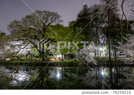 春天的井之頭公園，夜晚的櫻花景色（東京都三鷹市武藏野市，2021 年 3 月） 76259219