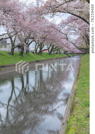 在Gojo河的櫻桃樹 76259489