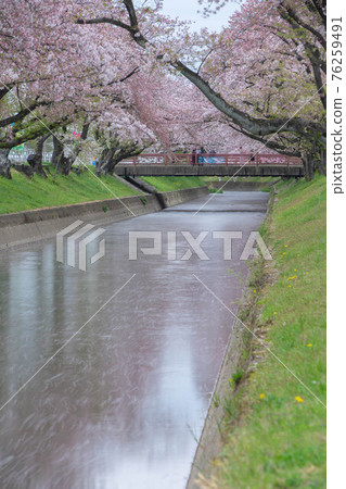 Cherry tree in Gojo River 76259491