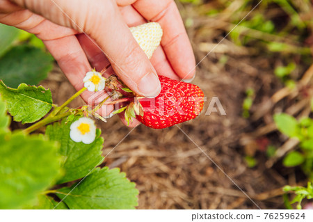 Gardening and agriculture concept. Female farm worker hand harvesting red fresh ripe organic strawberry in garden. Vegan vegetarian home grown food production. Woman picking strawberries in field. Gardening and agriculture concept. Female farm worker hand harvesting red fresh ripe organic strawberry in garden. Vegan vegetarian home grown food production. Woman picking strawberries in field. 76259624